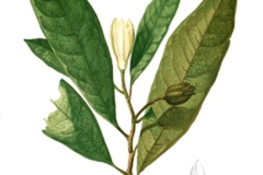 Plant-illustration-of-Egg-magnolia