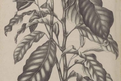 Sketch-of-Egg-magnolia