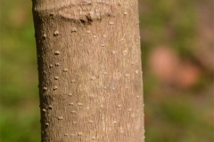 Trunk-of-Egg-magnolia