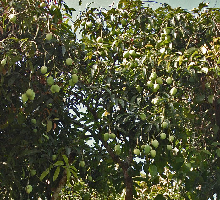 Unripe-Egg-Mango-fruits-on-the-tree