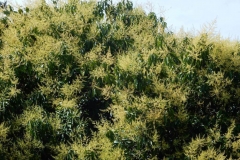 Egg-Mango-tree-during-flowering