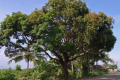 Egg-Mango Tree