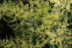 Flowers-of-Egg-Mango-tree