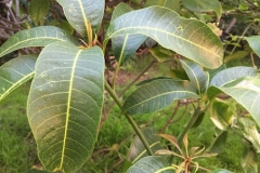Leaves-of-Egg-Mango