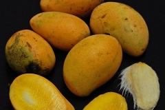 Mature-Egg-Mango-Fruits