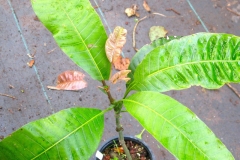 Small-Egg-Mango-plant