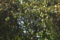 Unripe-Egg-Mango-fruits-on-the-tree