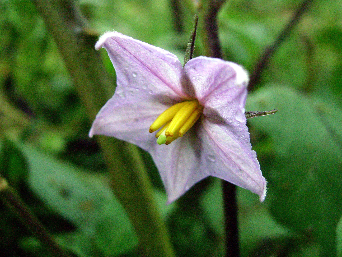 Close-up-flower-of-Eggplant