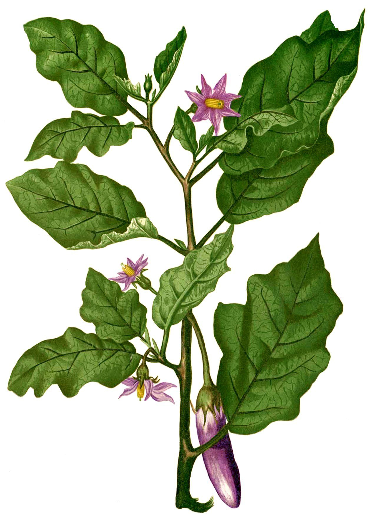 Illustration-of-Eggplant