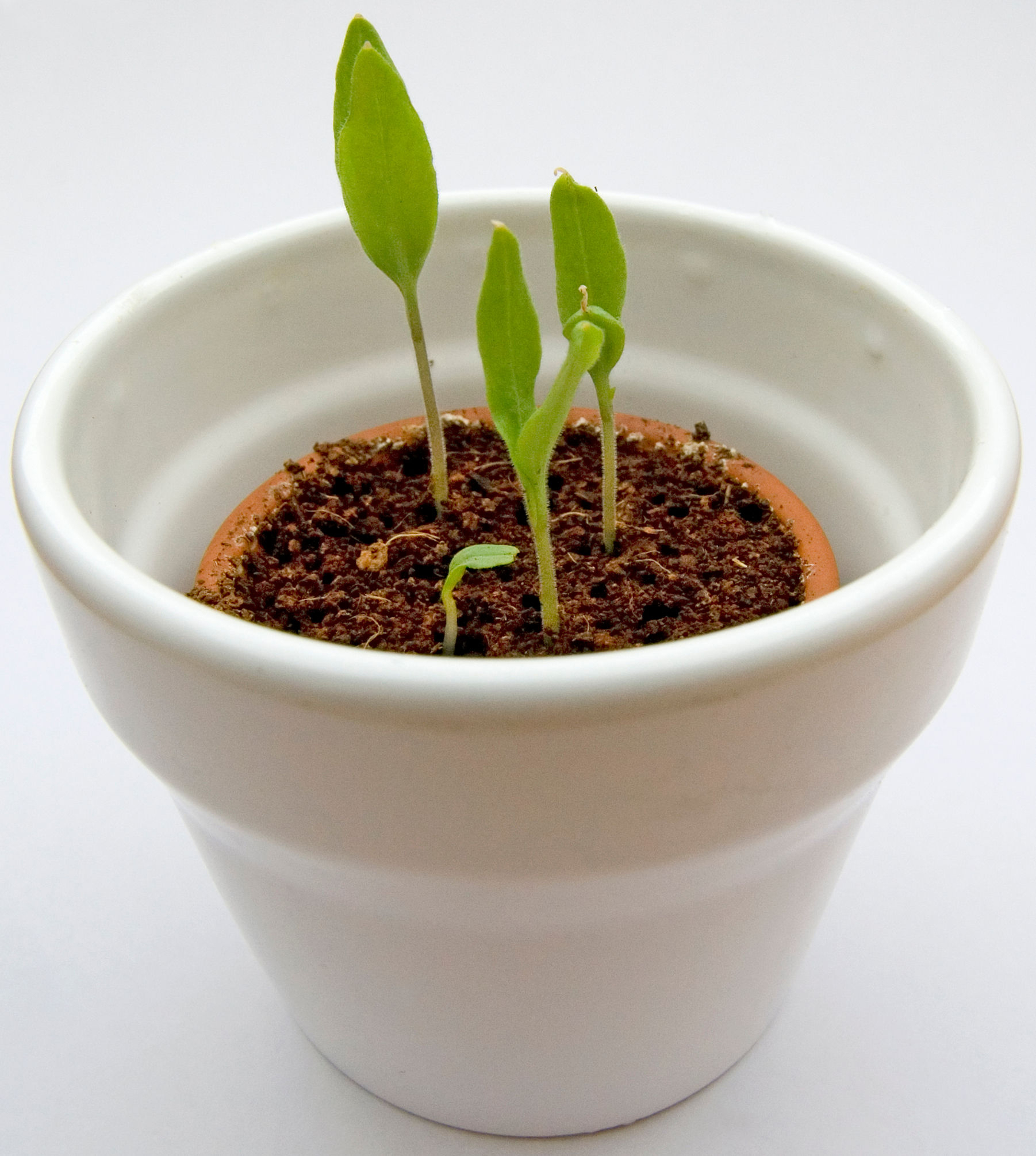 Seedlings-of-Eggplant