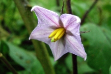Close-up-flower-of-Eggplant