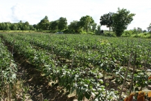 Eggplant-farm