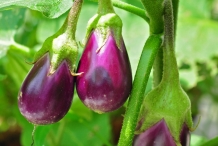 Eggplant