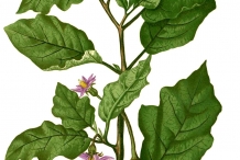 Illustration-of-Eggplant