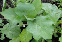 Leaves-of-Eggplant