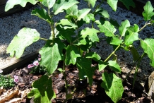 Plant-of-Eggplant
