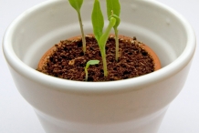 Seedlings-of-Eggplant