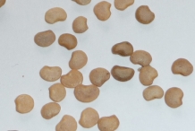 Seeds-of-Eggplant