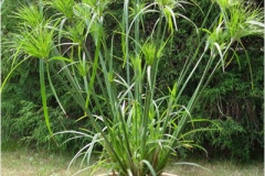 Egyptian-papyrus-plant-grown-on-pot