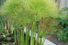 Egyptian-papyrus-plant