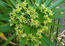 Flowers-of-Egyptian-papyrus