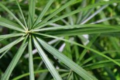 Leaves-of-Egyptian-papyrus