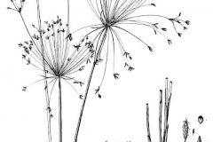 Plant-illustration-of-Egyptian-papyrus