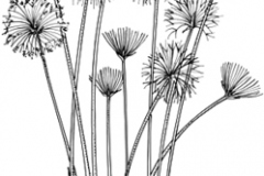 Sketch-of-Egyptian-papyrus