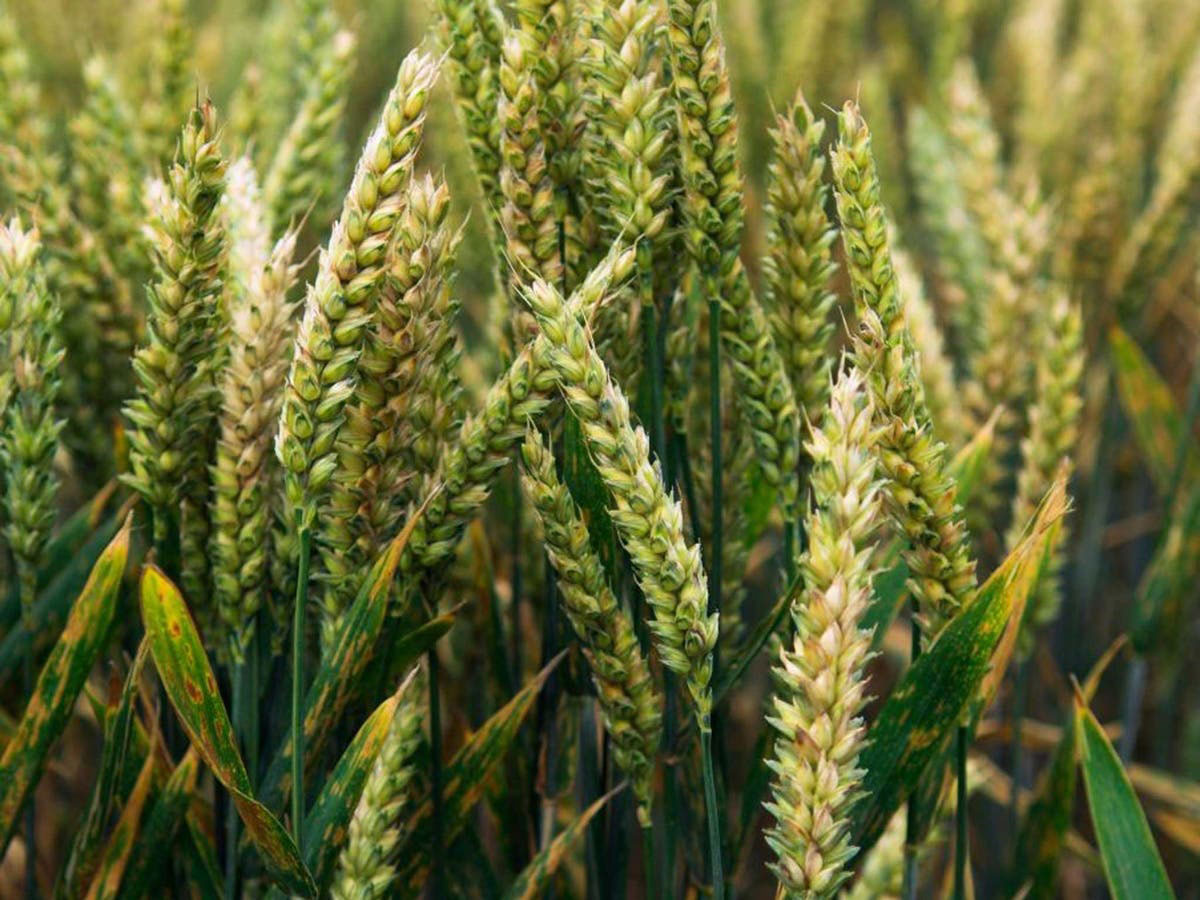 Einkorn-Wheat-grown-on-the-field