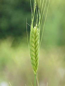 Immature-Einkorn-Wheat