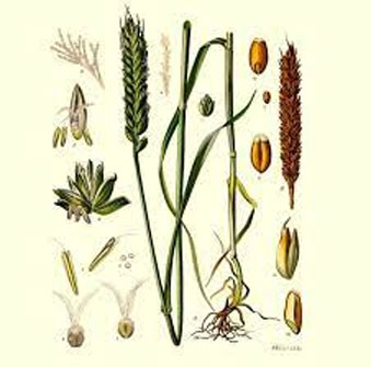 Plant-Illustration-of-Einkorn-wheat