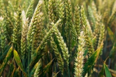 Einkorn-Wheat-grown-on-the-field