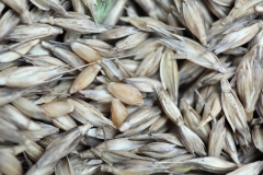 Einkorn-Wheat-with-husk