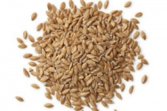Einkorn-Wheat