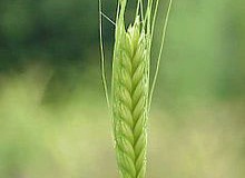 Immature-Einkorn-Wheat