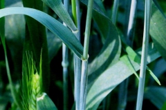 Leaves-of-Einkorn-wheat