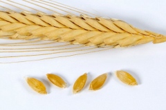 Mature-Einkorn-Wheat