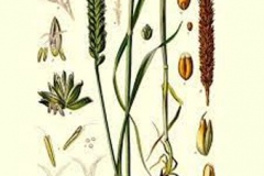 Plant-Illustration-of-Einkorn-wheat