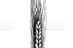 Sketch-of-Einkorn-wheat