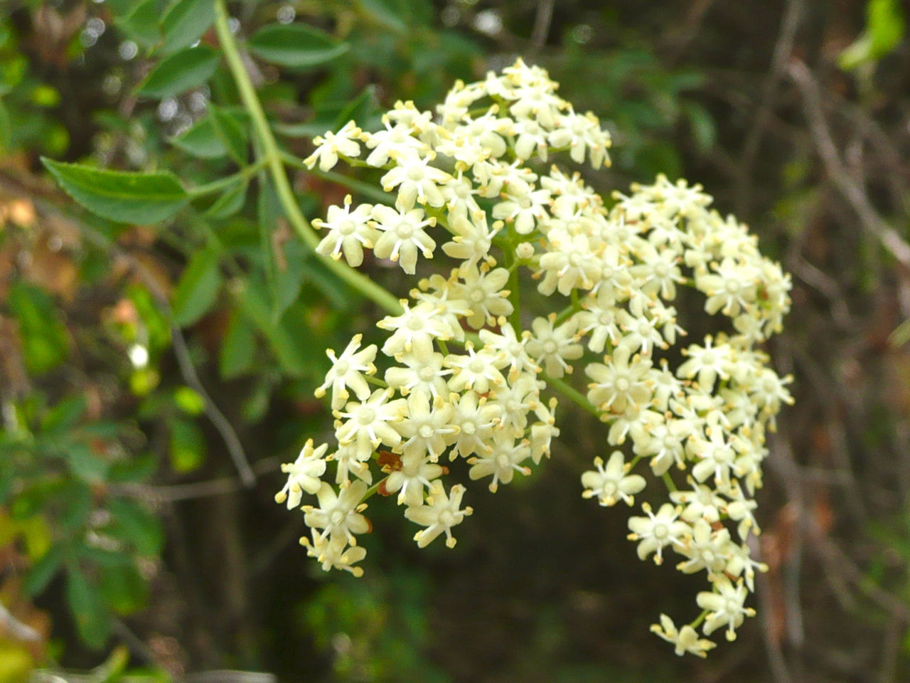 Close-up-flower-of-Elderberry
