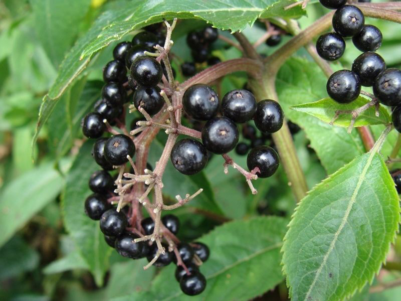 Elderberry-fruit