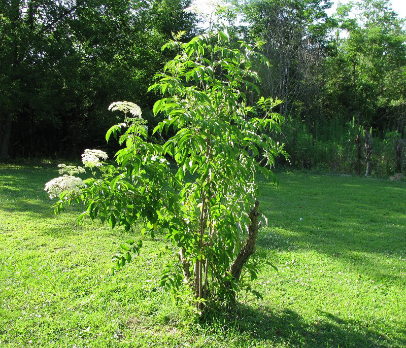 Elderberry-tree