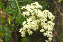 Close-up-flower-of-Elderberry