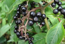 Elderberry-fruit
