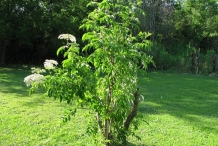 Elderberry-tree