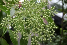 Flower-bud-of-Elderberry