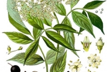 Illustration-of-Elderberry
