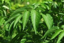 Leaves-of-Elderberrry
