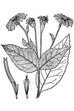 Elecampane-plant-Sketch