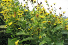 Elecampane-Bushes